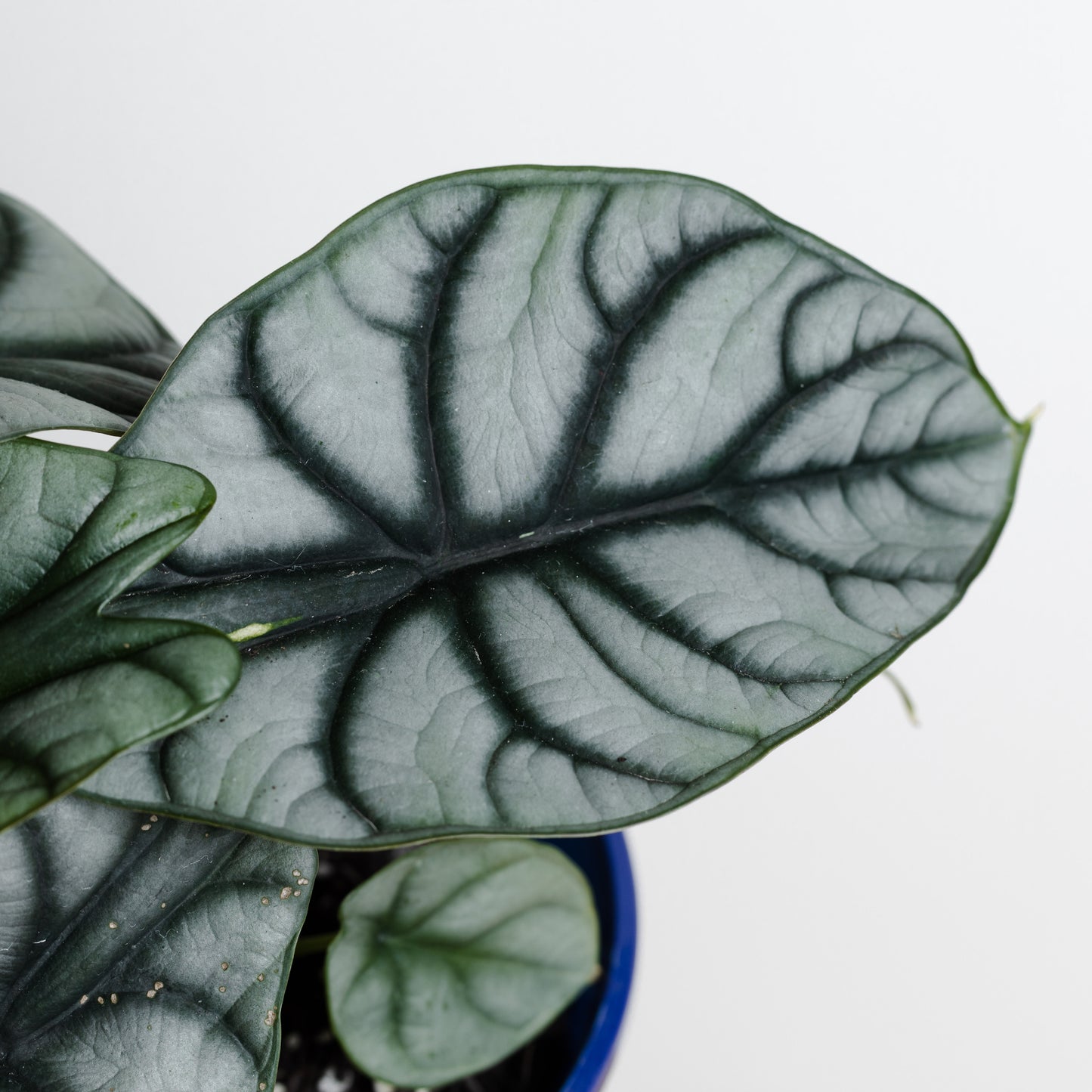 Alocasia Silver Dragon (160mm Pot Size)