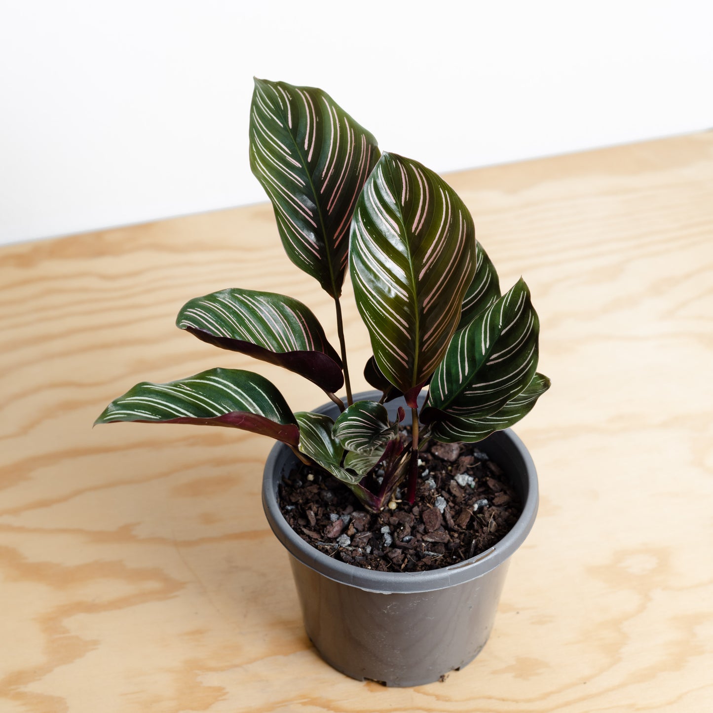 Calathea Ornata, Pinstripe plant (130mm Pot Size)