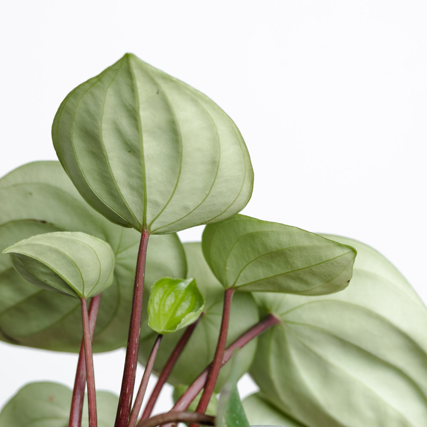 Peperomia Watermelon (130mm Pot Size)