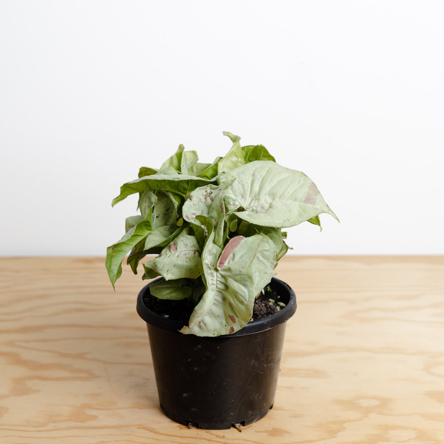 *Rare Syngonium 'Confetti' (130mm Pot Size)