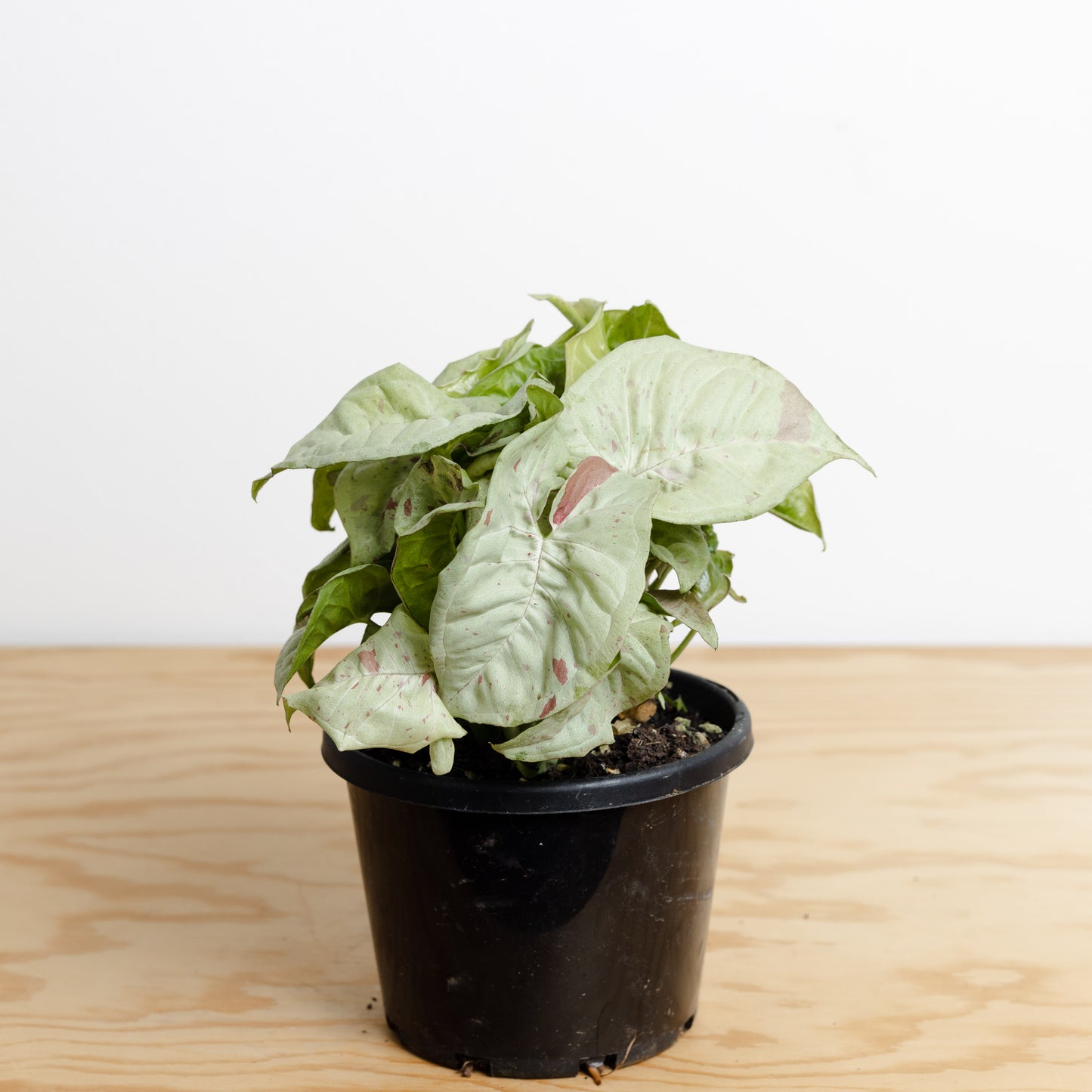 *Rare Syngonium 'Confetti' (130mm Pot Size)
