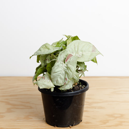 *Rare Syngonium 'Confetti' (130mm Pot Size)
