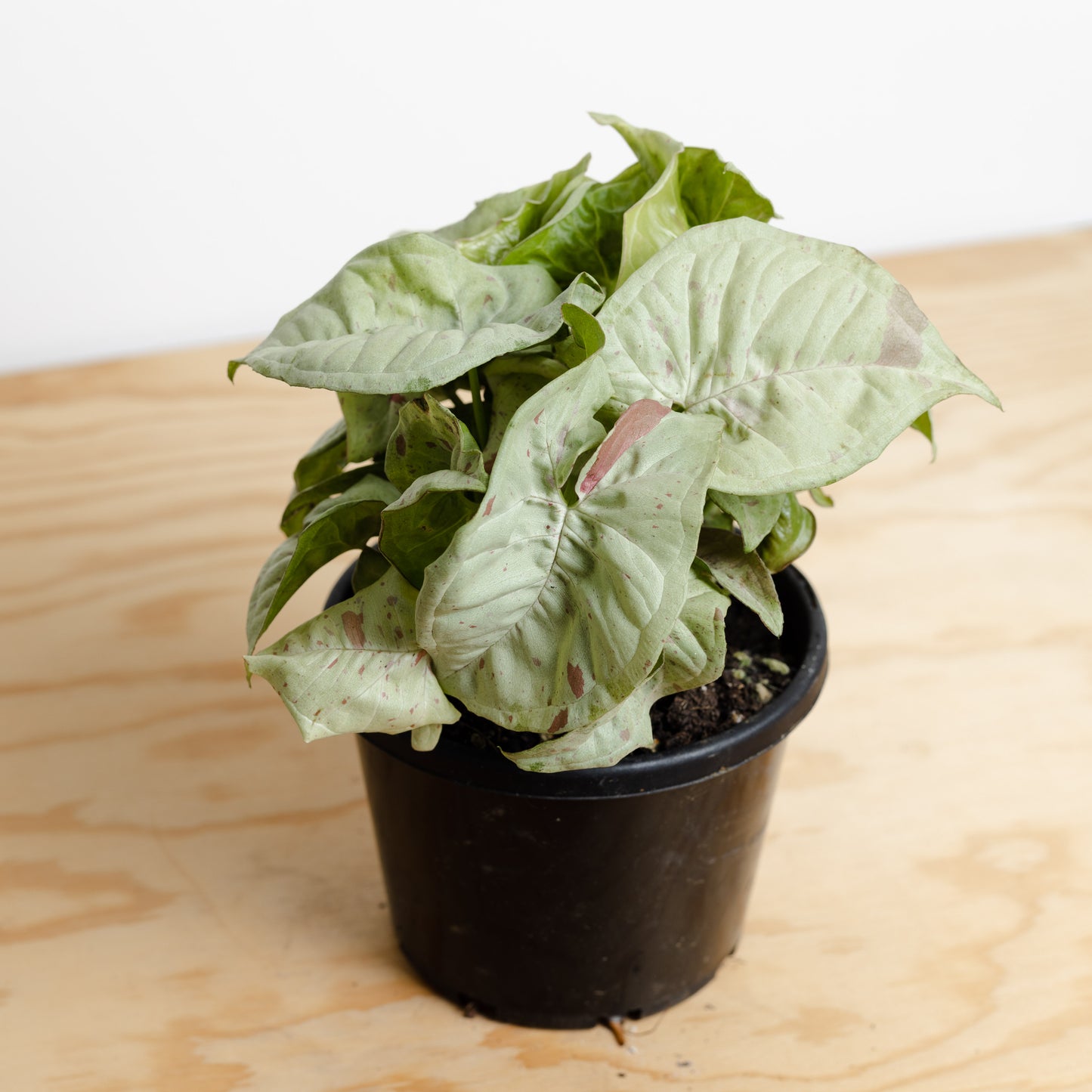 *Rare Syngonium 'Confetti' (130mm Pot Size)