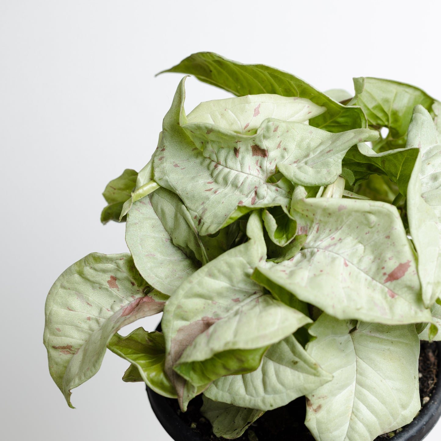 *Rare Syngonium 'Confetti' (130mm Pot Size)