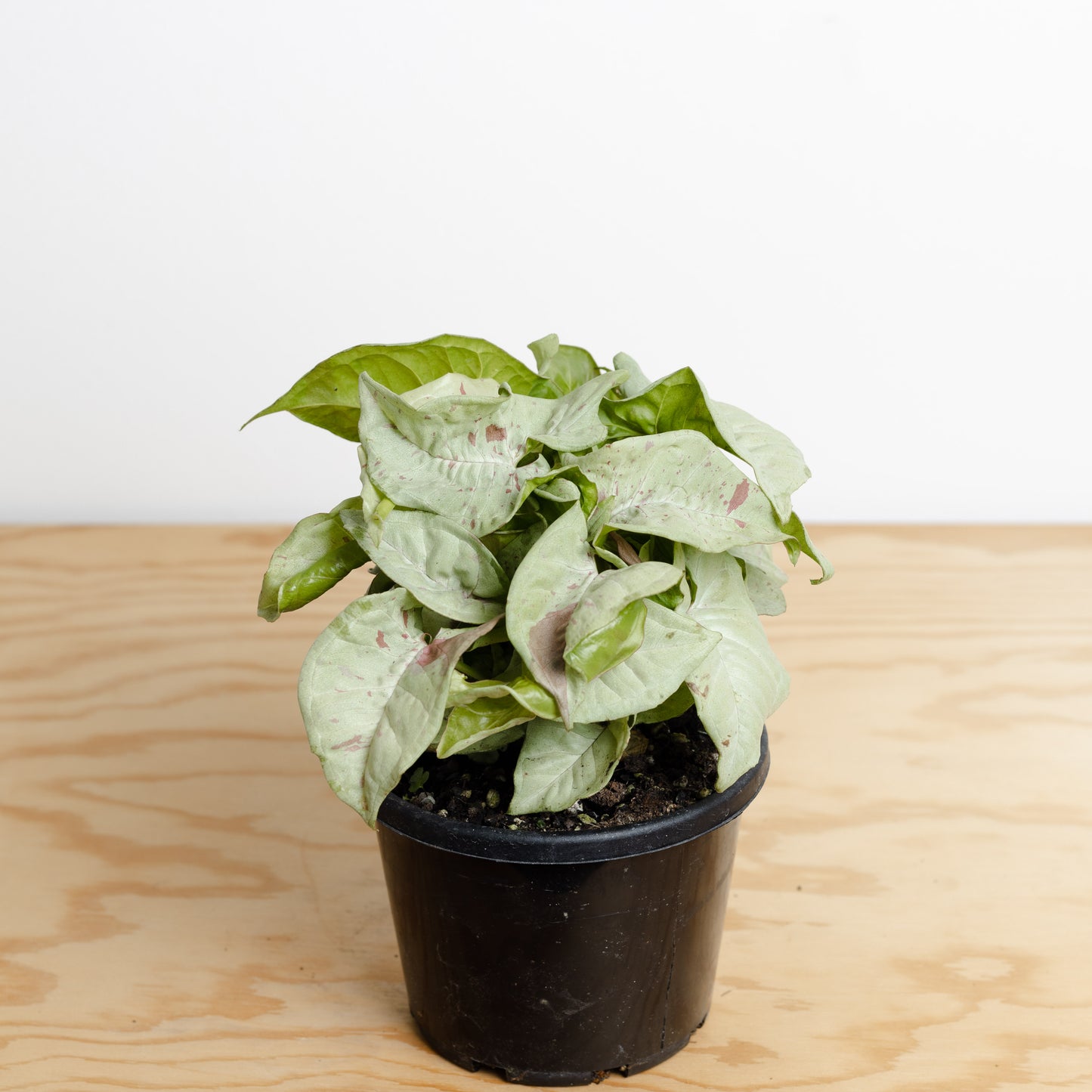 *Rare Syngonium 'Confetti' (130mm Pot Size)