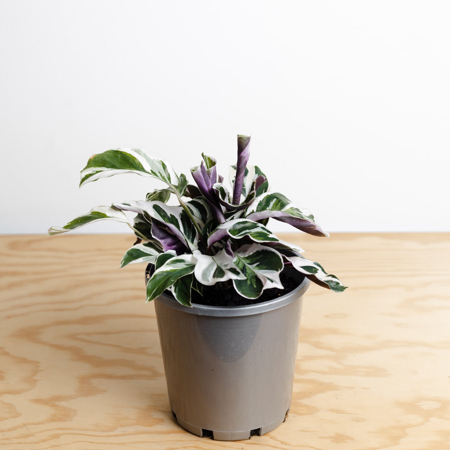 Calathea Leitzei, Fusion White (140mm pot Size)