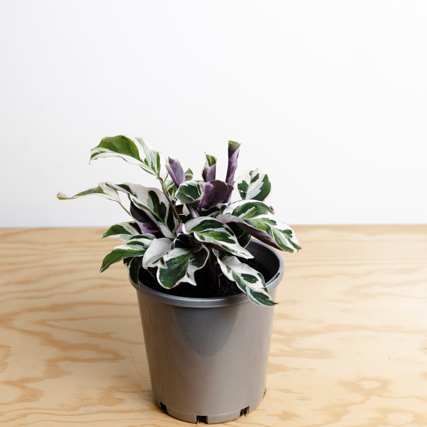 Calathea Leitzei, Fusion White (130mm pot size)