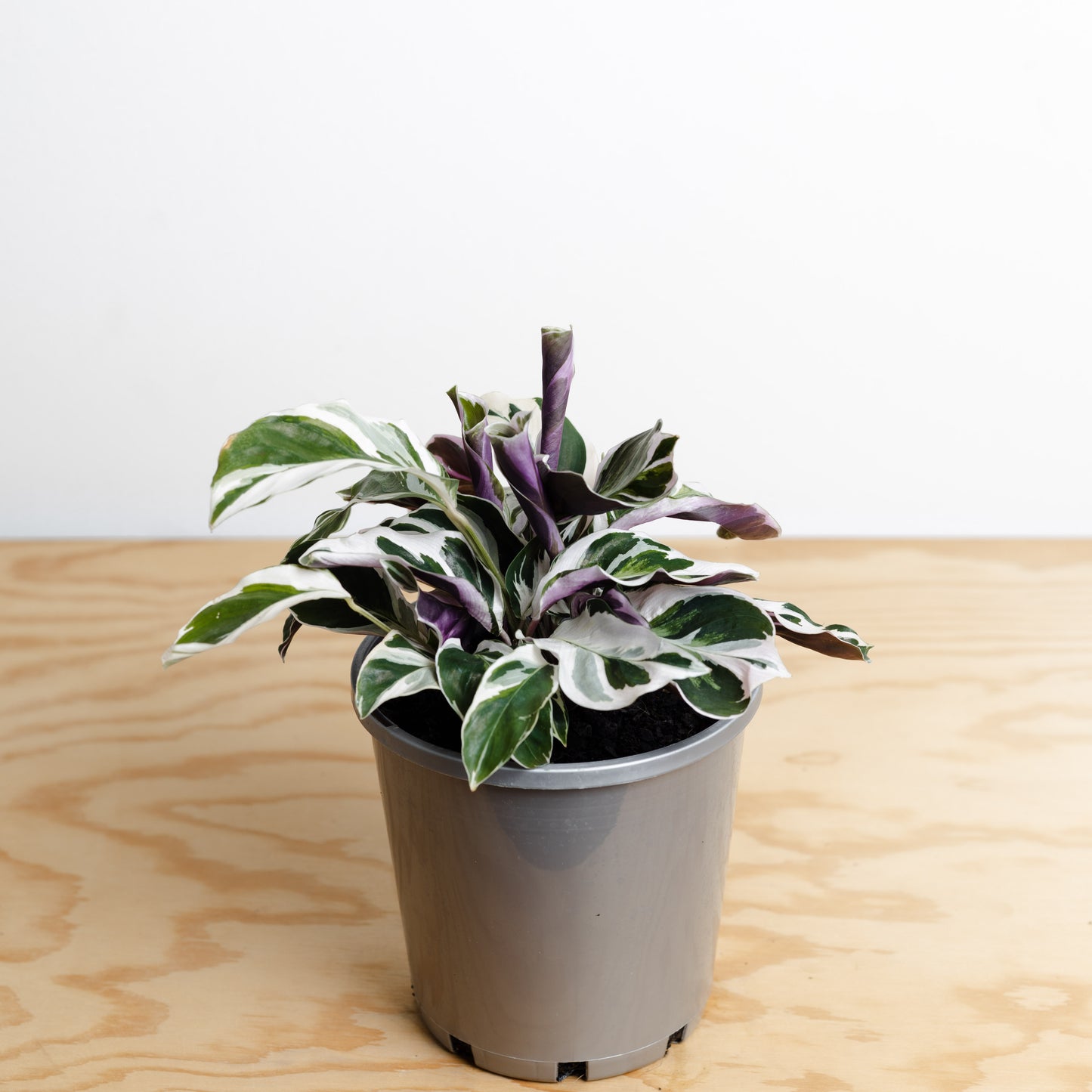 Calathea Leitzei, Fusion White (140mm pot Size)