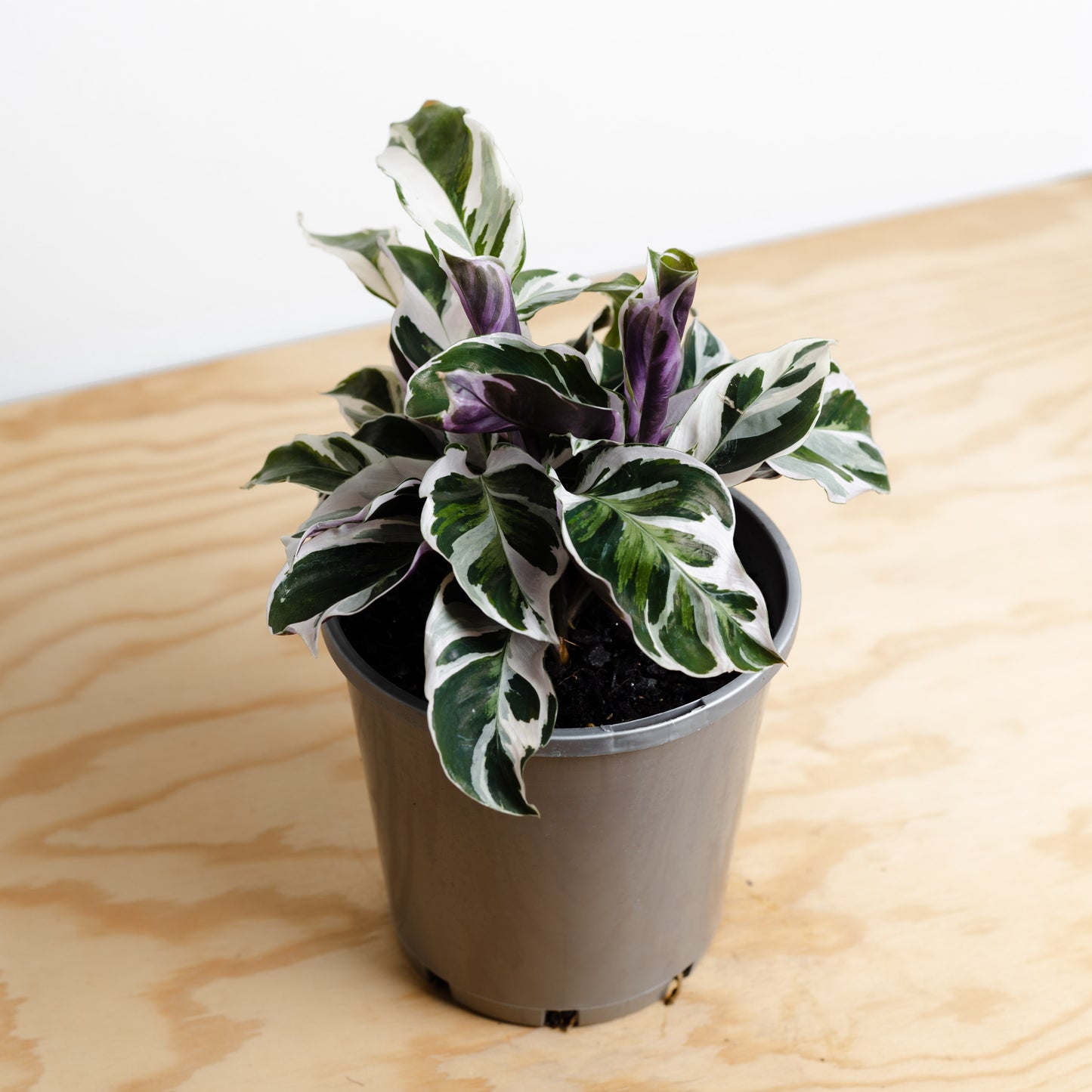 Calathea Leitzei, Fusion White (140mm pot Size)