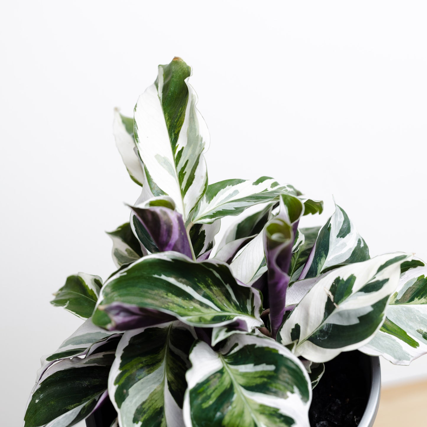 Calathea Leitzei, Fusion White (140mm pot Size)