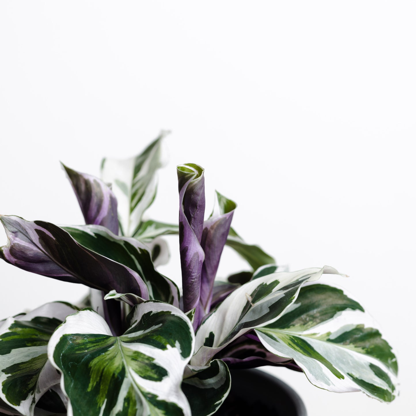 Calathea Leitzei, Fusion White (140mm pot Size)