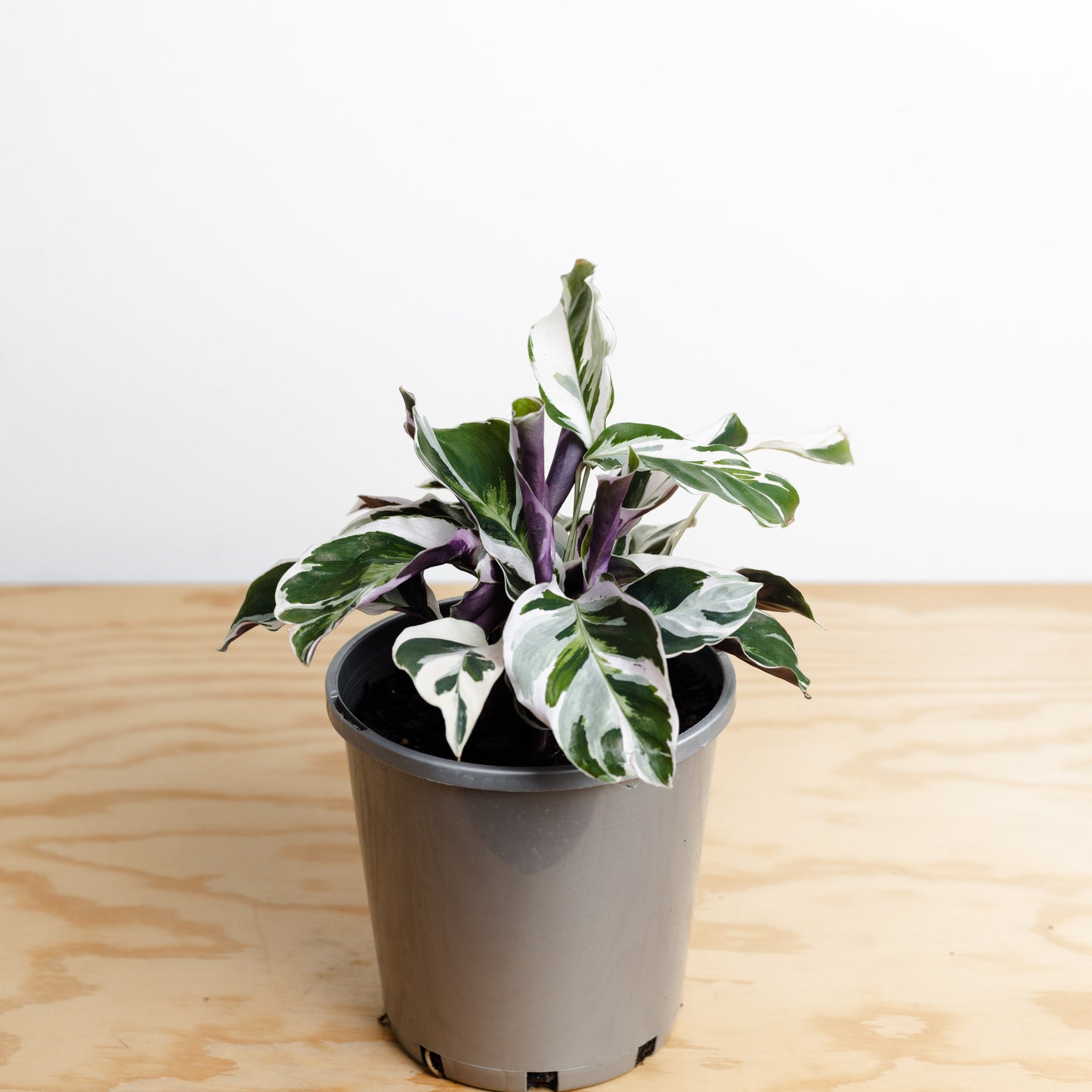 Calathea Leitzei, Fusion White (140mm pot Size)