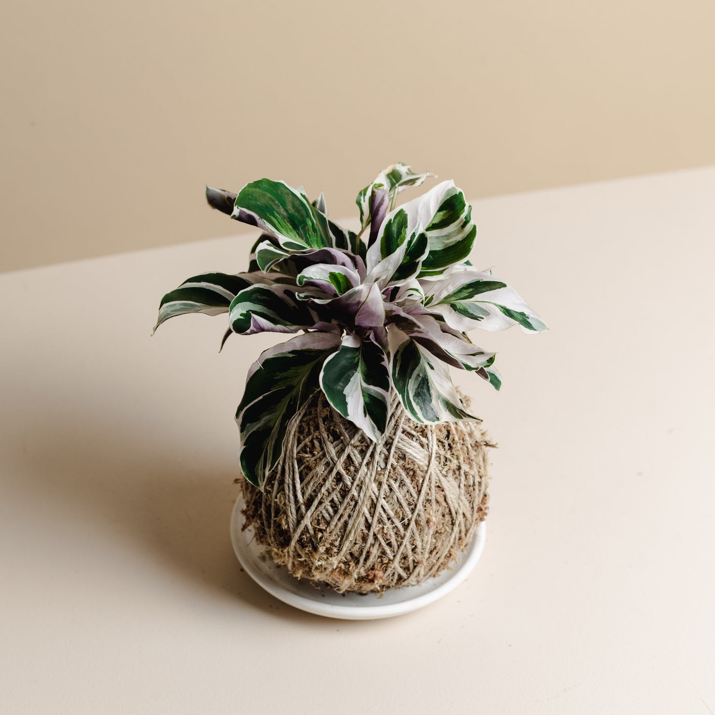 Calathea White Fusion, Kokedama
