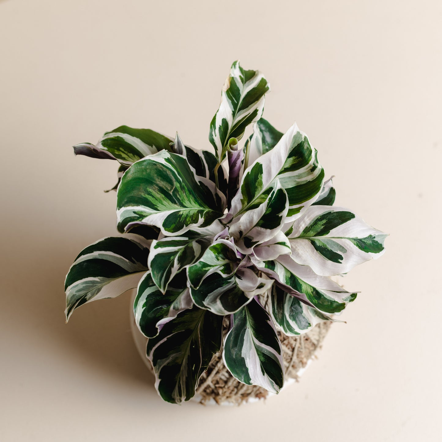 Calathea White Fusion, Kokedama