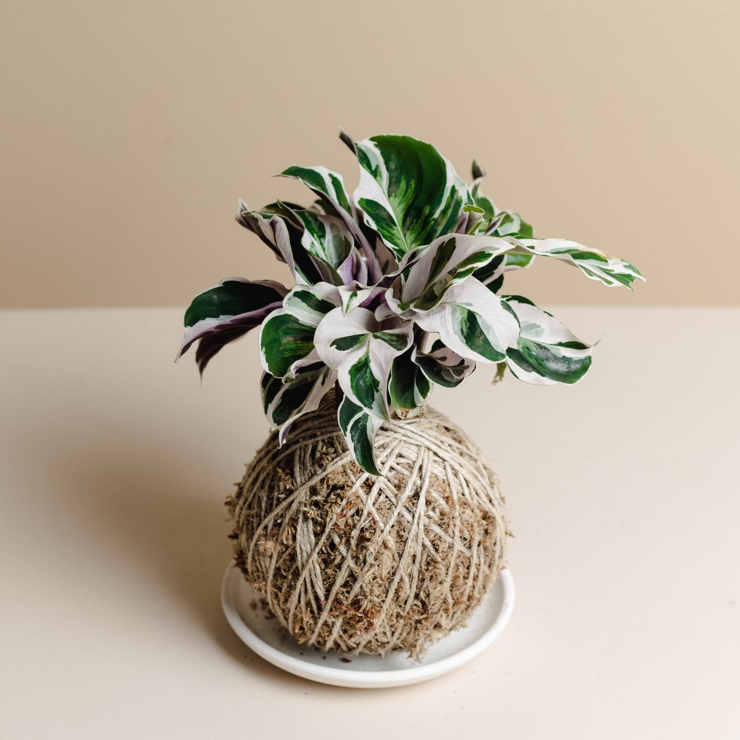 Calathea White Fusion, Kokedama
