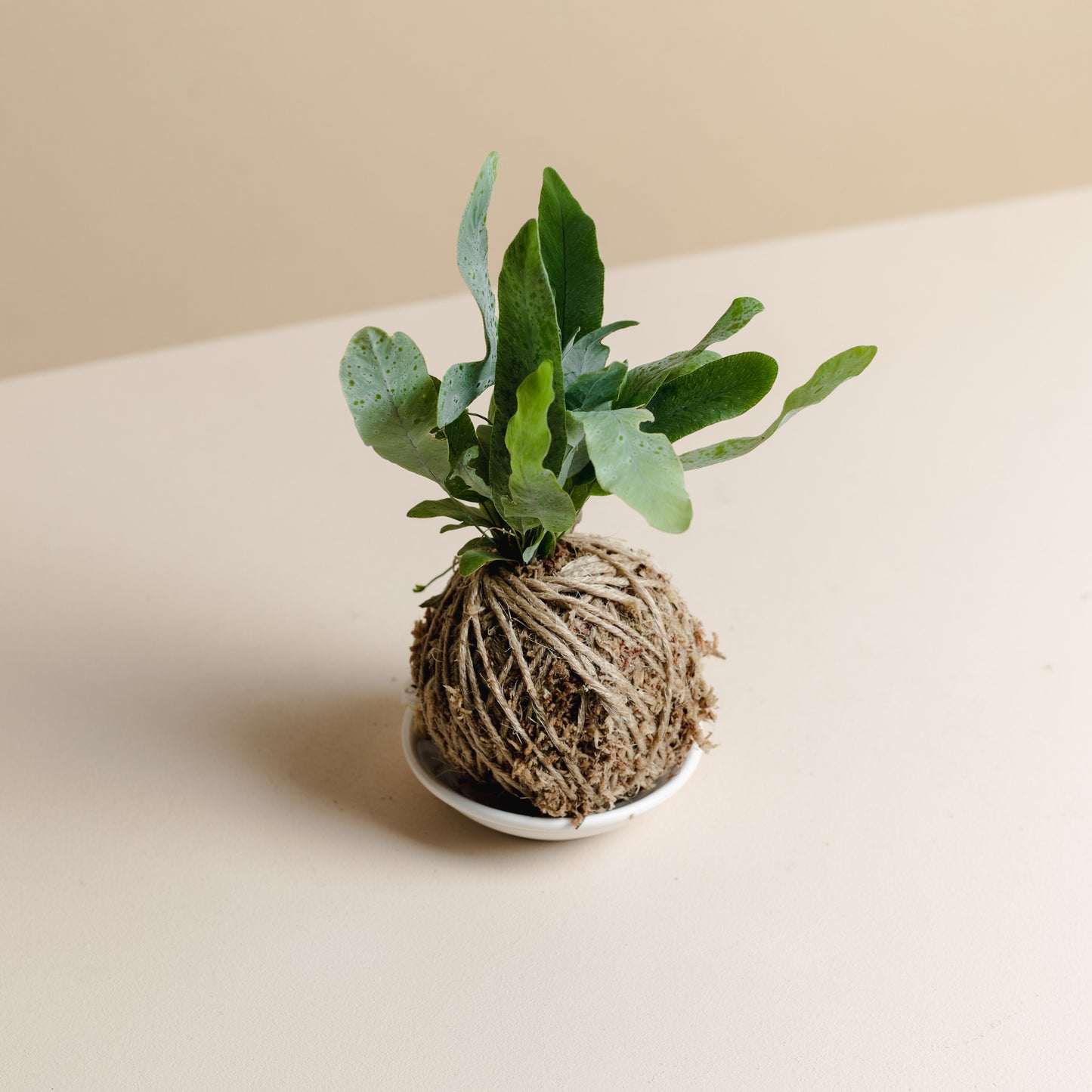 Fern Mini Kokedama