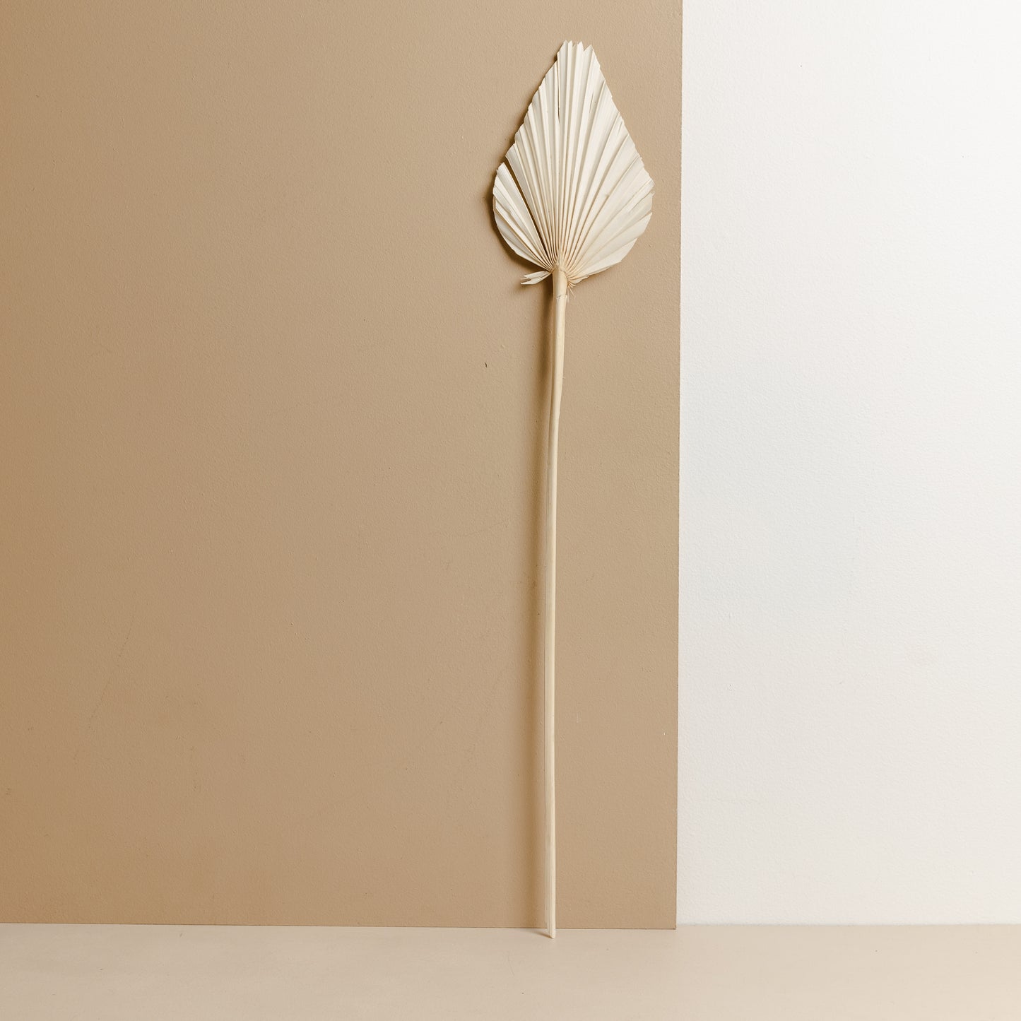 Dried Fan Palm Spear, White