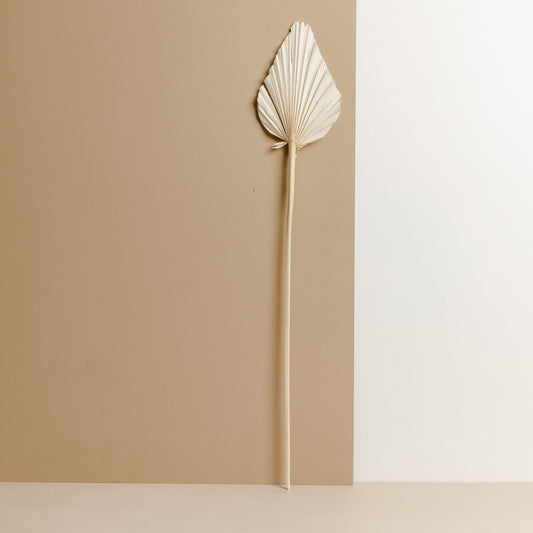 Dried Fan Palm Spear, White