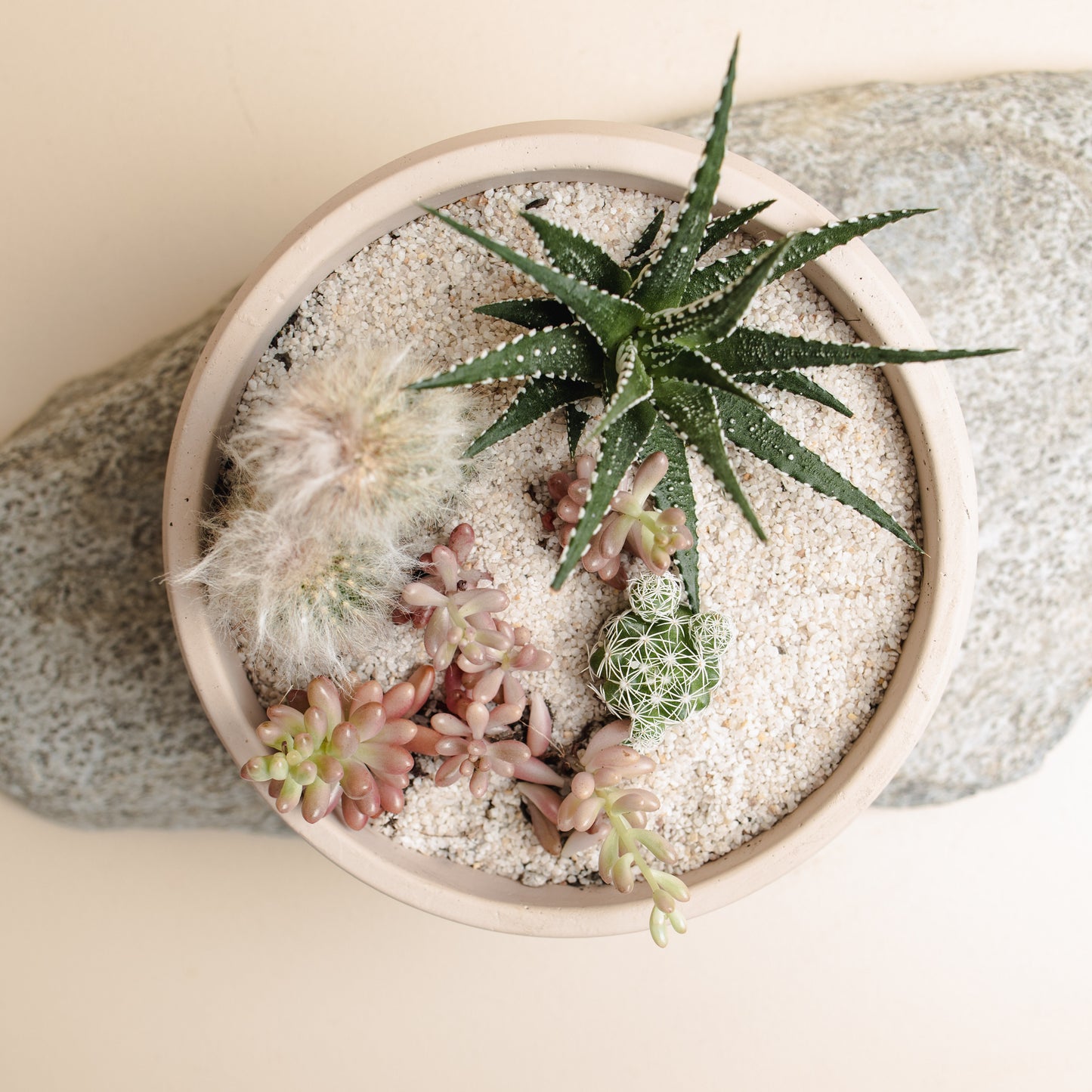 Blush Succulent Bowl, Style B