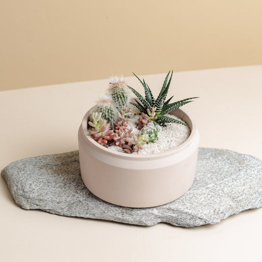 Blush Succulent Bowl, Style B