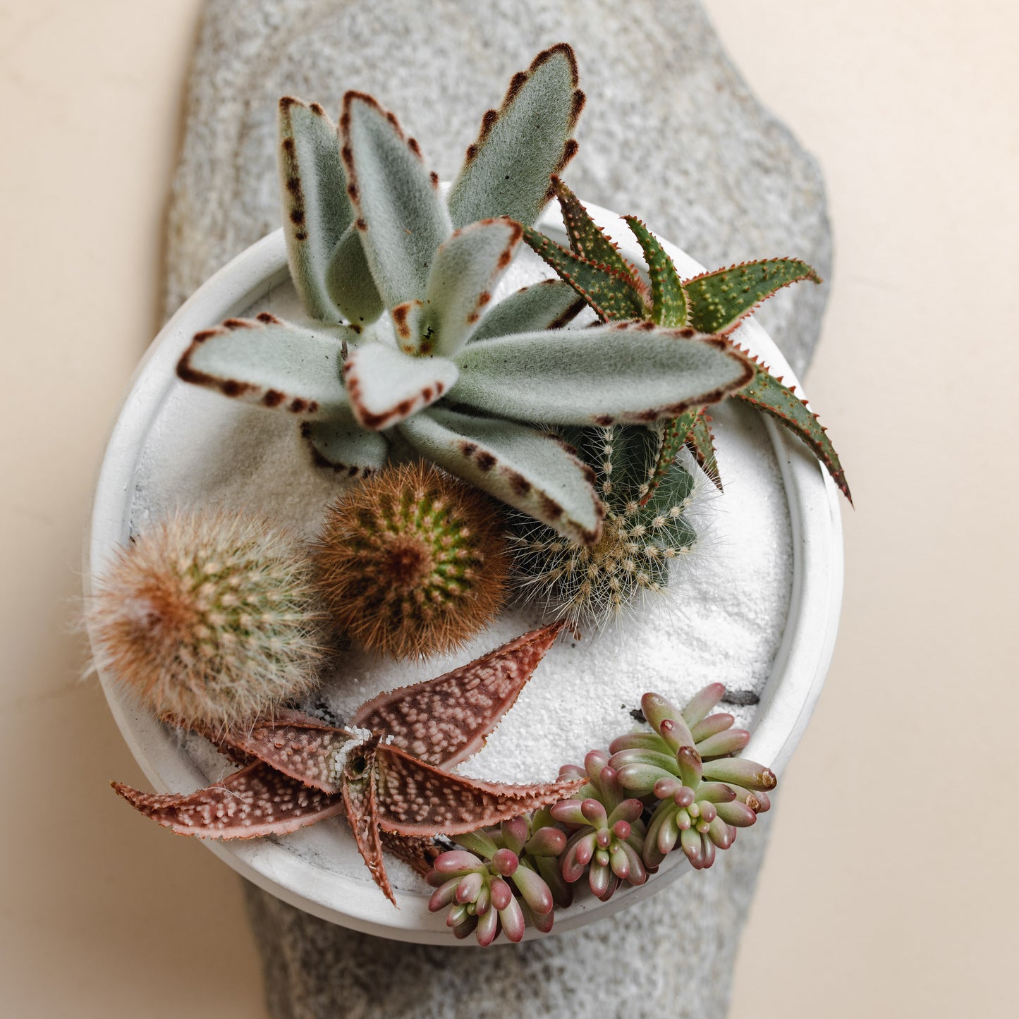 White Succulent Bowl, Style B