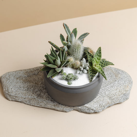 Grey Succulent Bowl, Style A