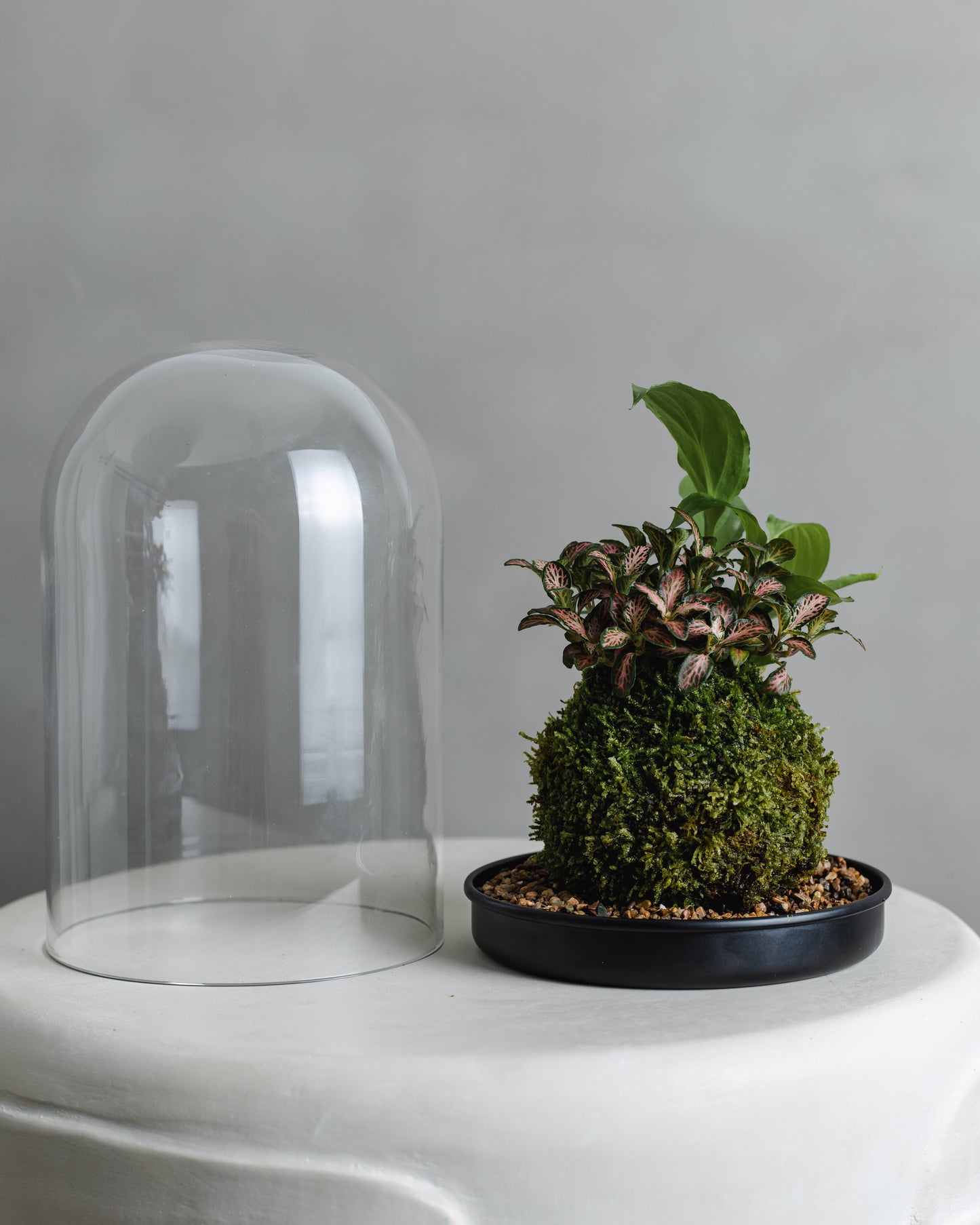 Mossball Greenhouse, Fittonia & Peace lily combo (Green Leaf, Pink vein)