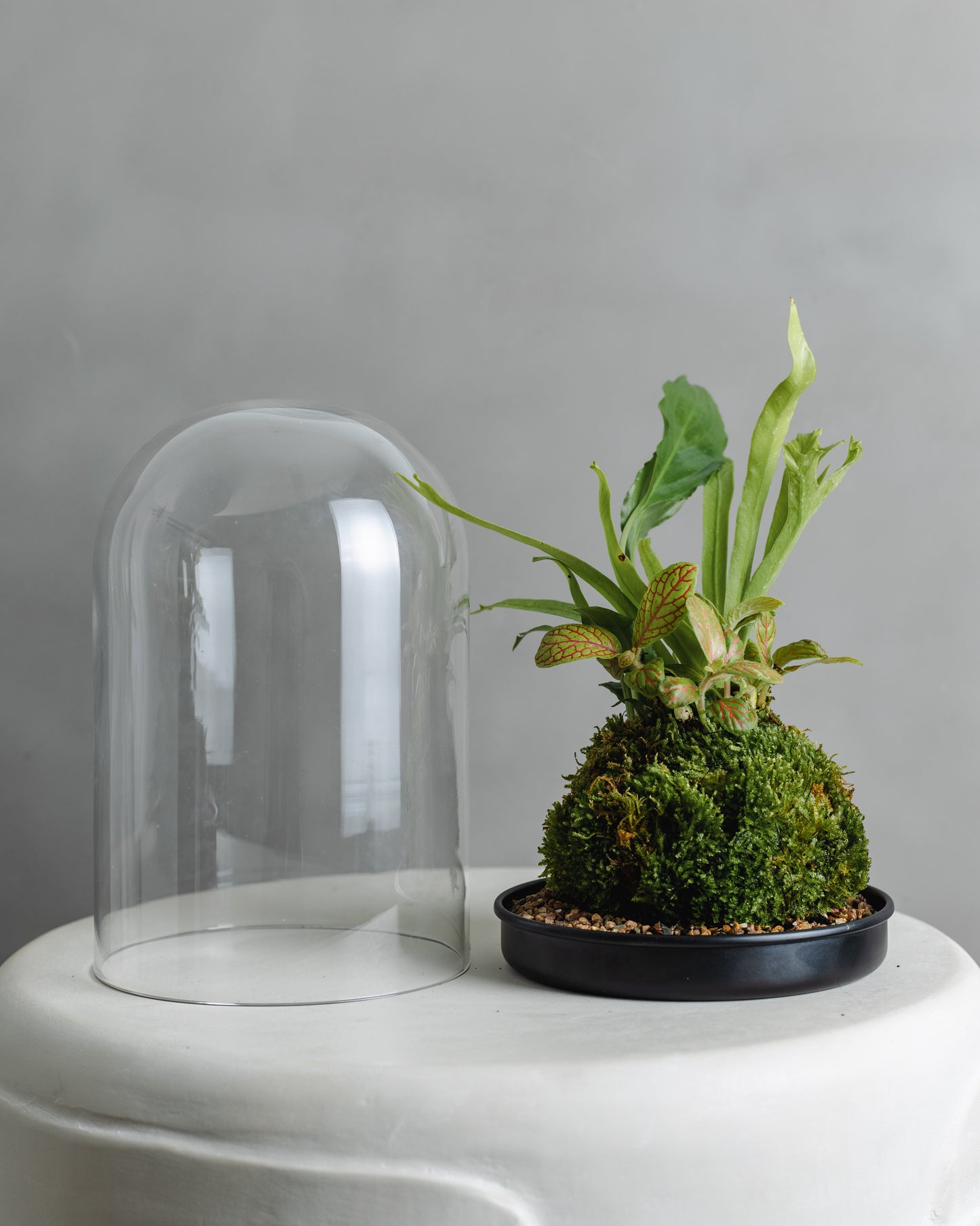 Mossball Greenhouse, Fittonia & birds nest combo (Lime green leaf, Pink vein)