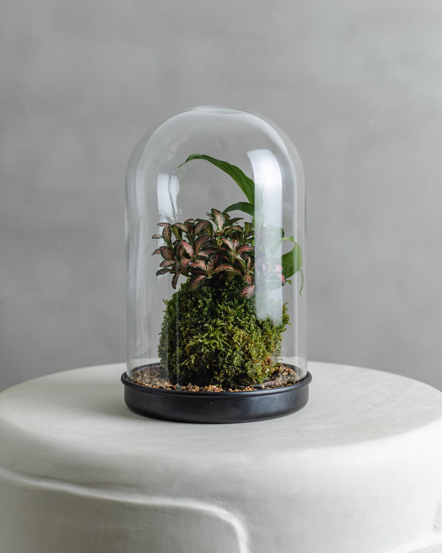 Mossball Greenhouse, Fittonia & Peace lily combo (Green Leaf, Pink vein)