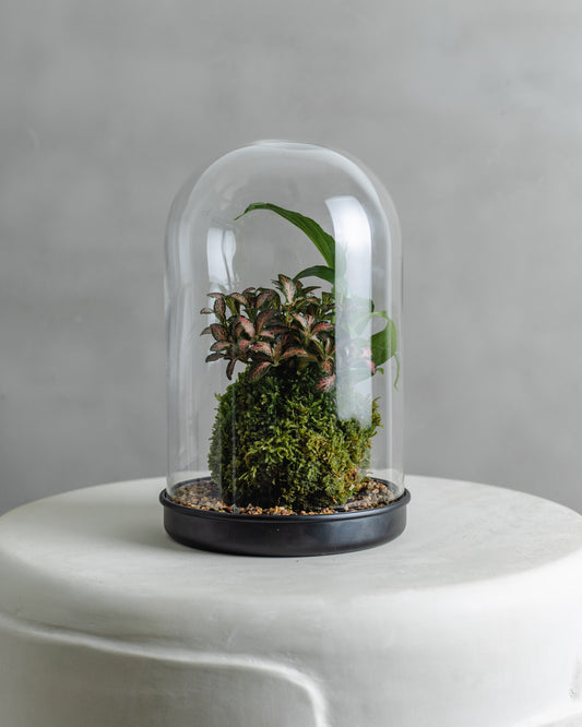 Mossball Greenhouse, Fittonia & Peace lily combo (Green Leaf, Pink vein)