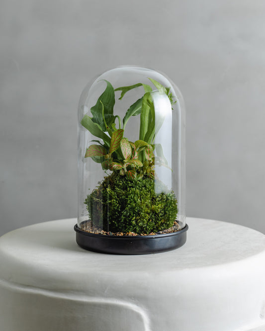 Mossball Greenhouse, Fittonia & birds nest combo (Lime green leaf, Pink vein)