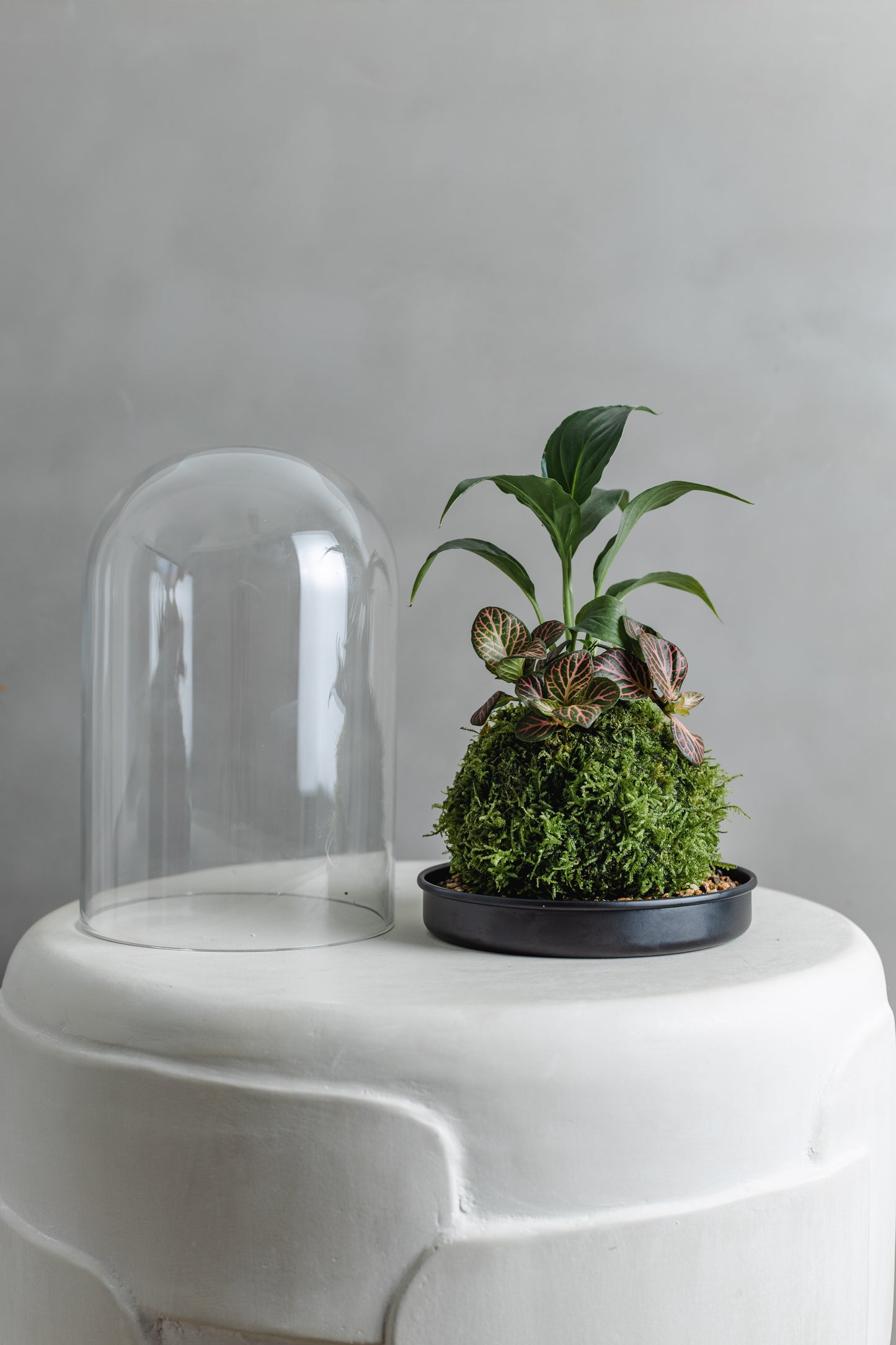 Mossball Greenhouse, Fittonia & Peace lily (Dark Green Leaf, Pink Vein/ Bigger leaf))