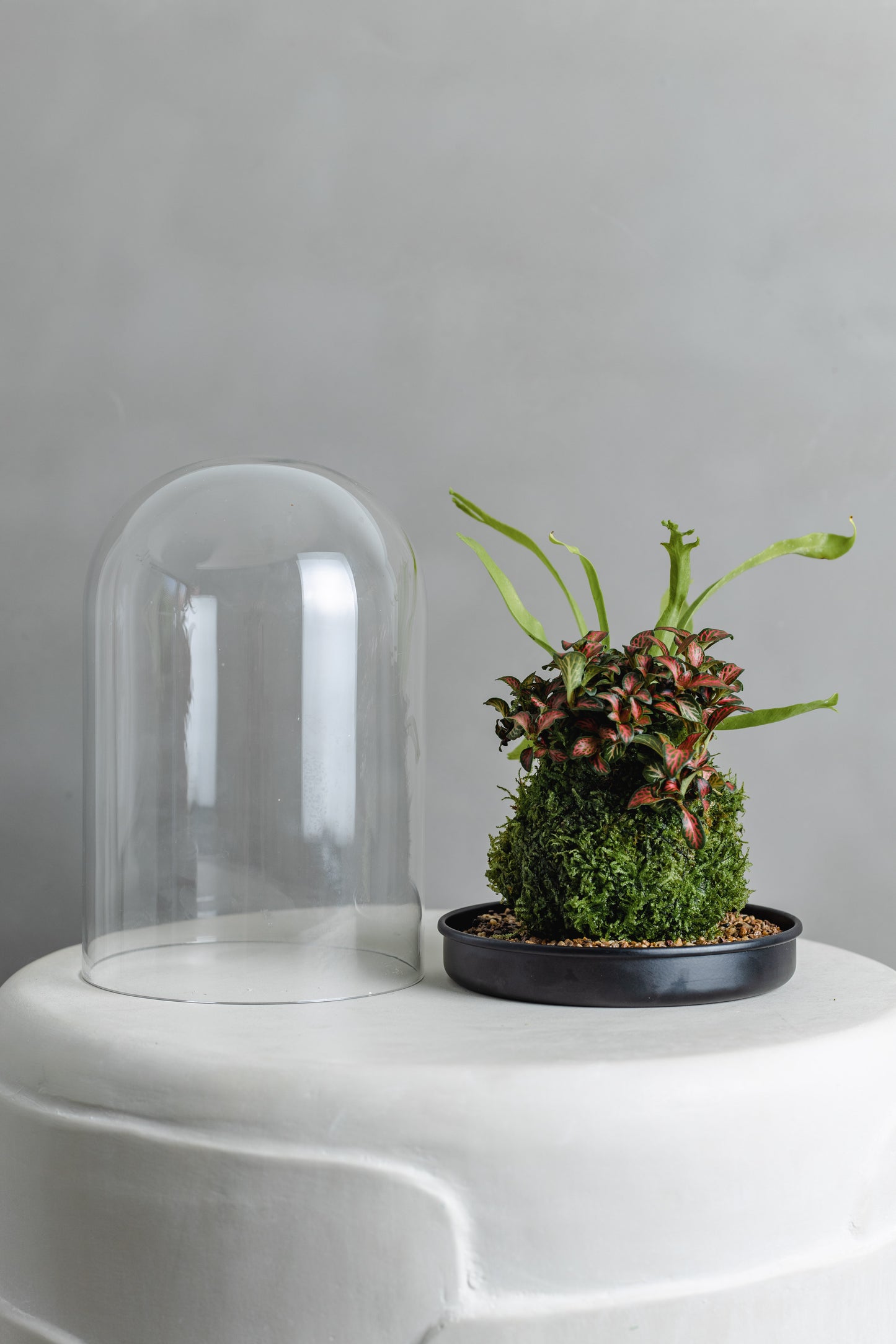 Mossball Greenhouse, Fittonia & birds nest combo (Dark Green Leaf, Red Vein)
