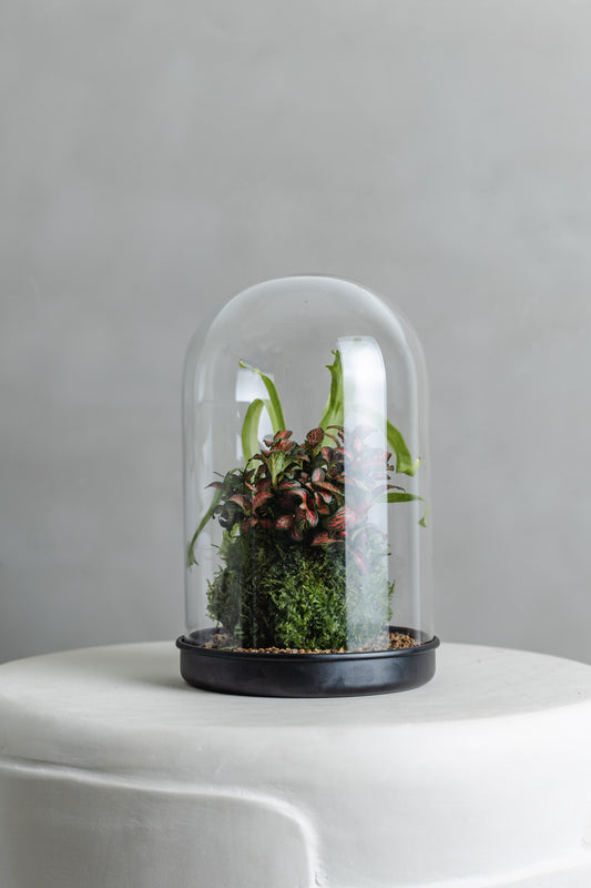 Mossball Greenhouse, Fittonia & birds nest combo (Dark Green Leaf, Red Vein)