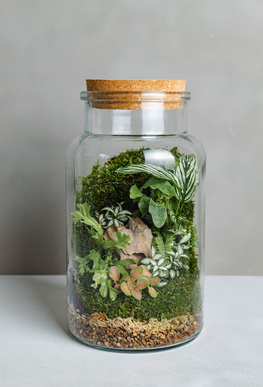 Terrarium Plant Assortment (Large Vessel)