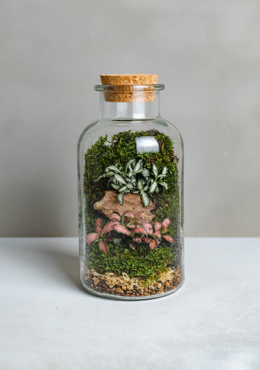 Terrarium Plant Assortment (Small Vessel)