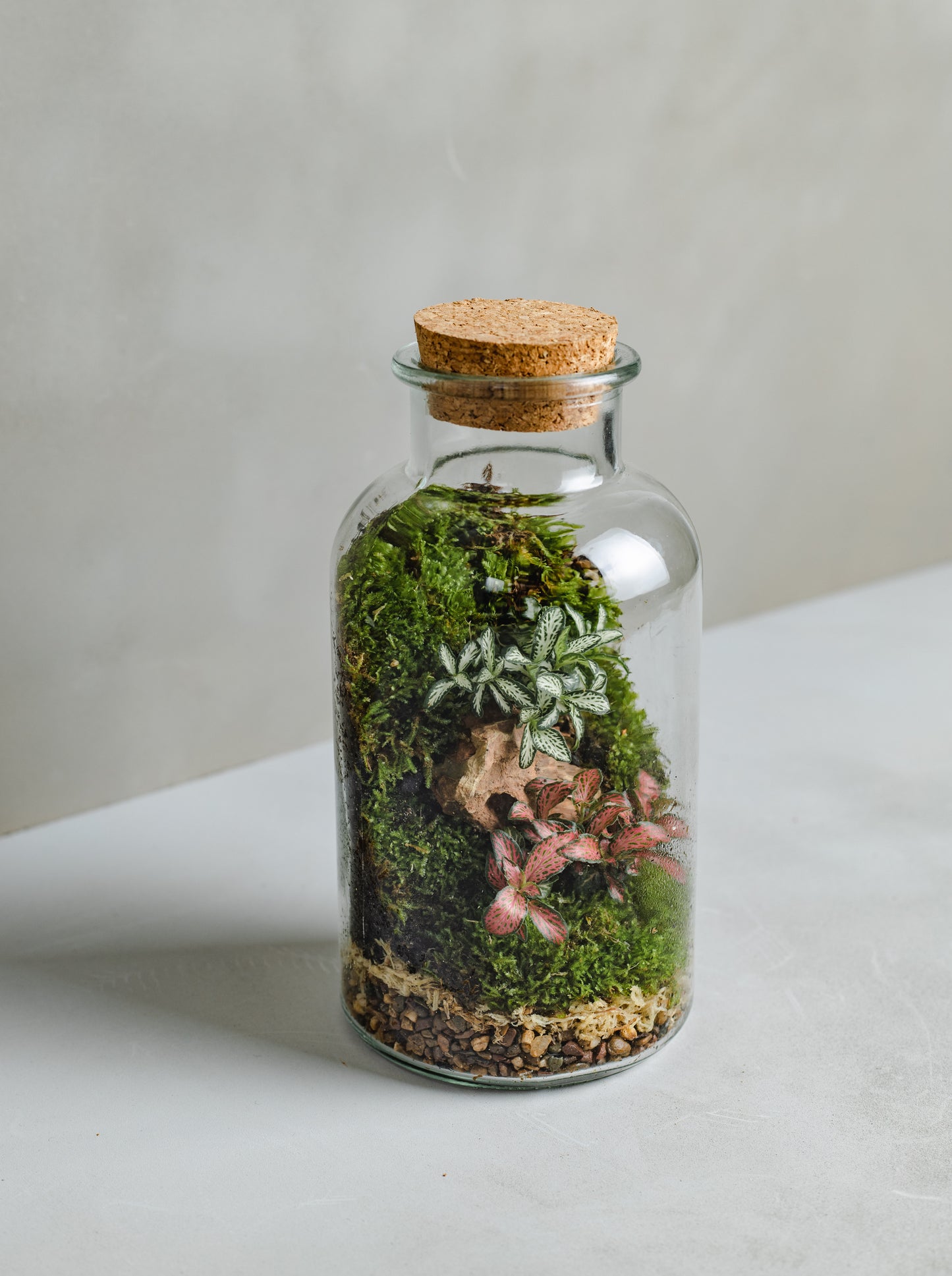Terrarium Plant Assortment (Small Vessel)