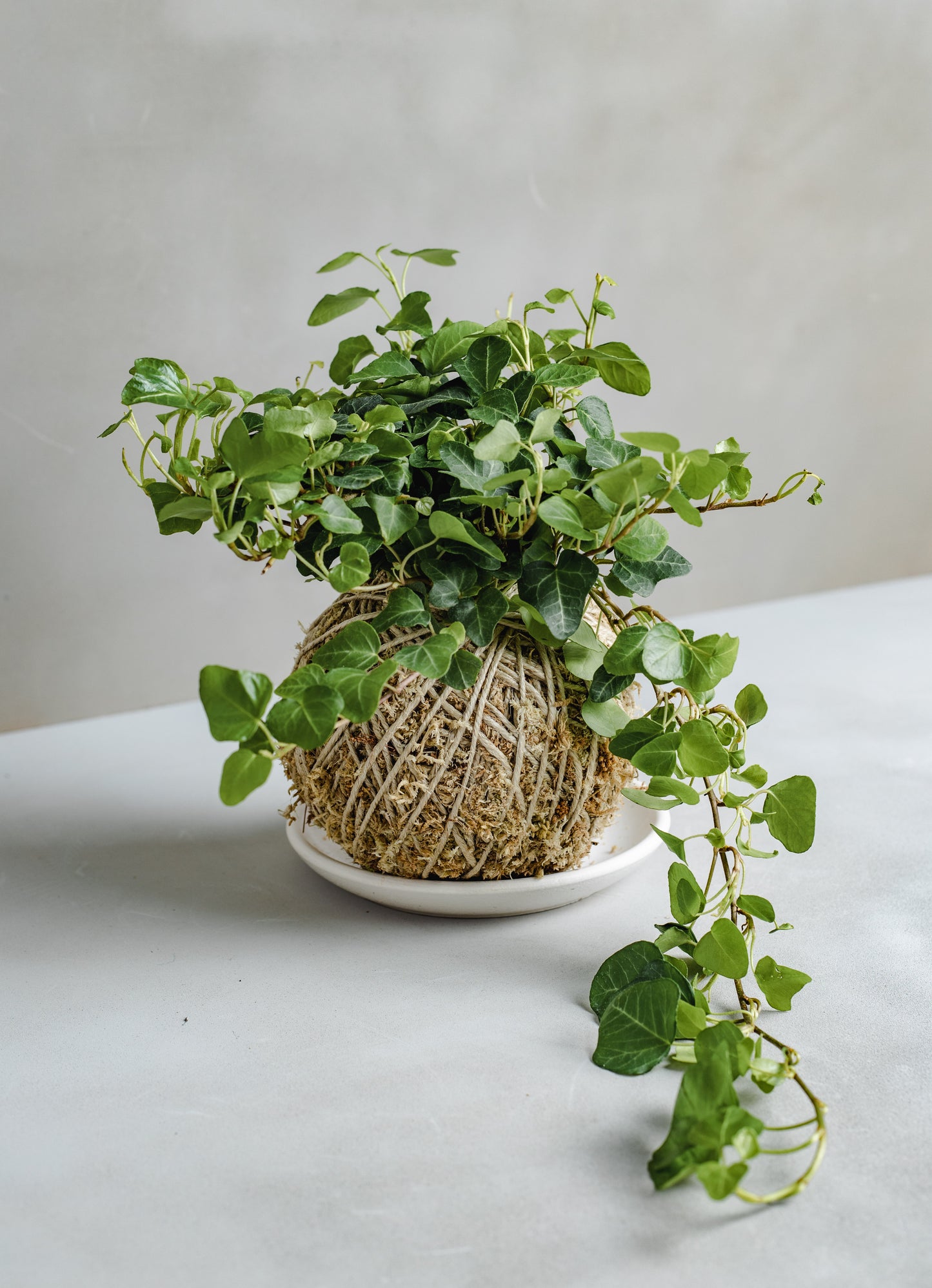 Ivy Kokedama
