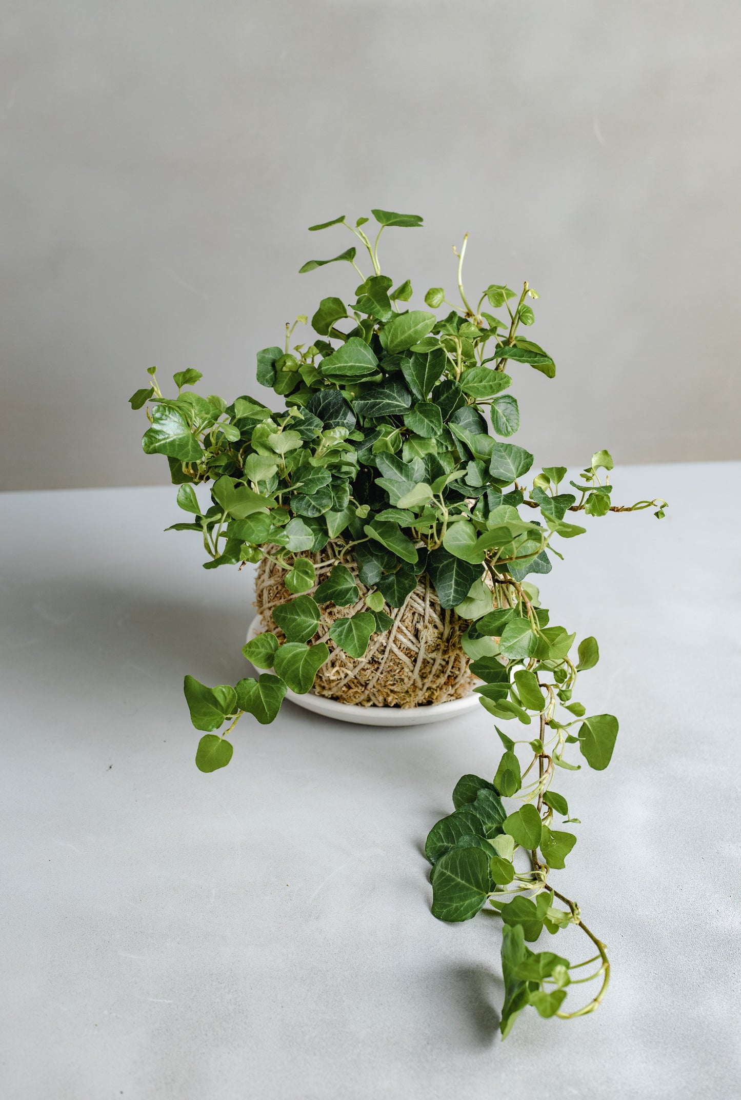 Ivy Kokedama