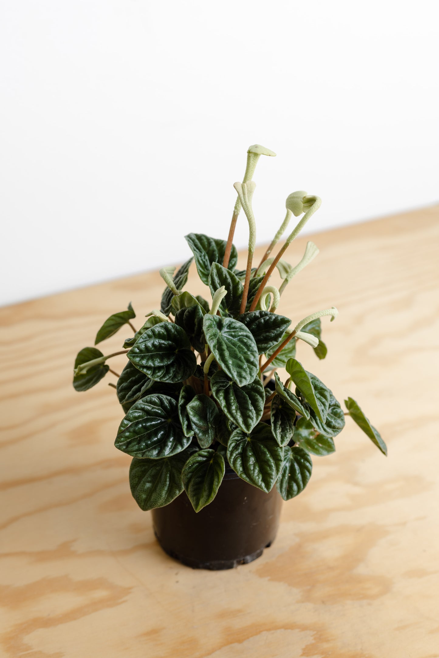 Peperomia Caperata, Emerald Ripple (100mm Pot Size)