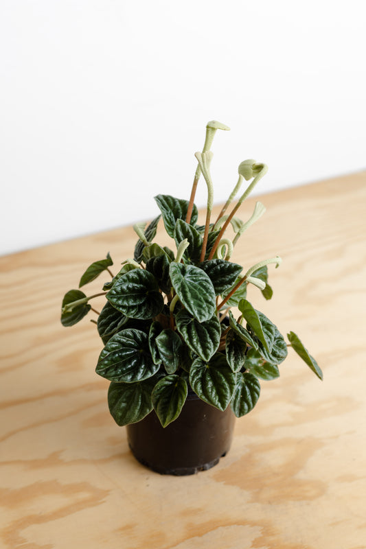 Peperomia Caperata, Emerald Ripple (100mm Pot Size)