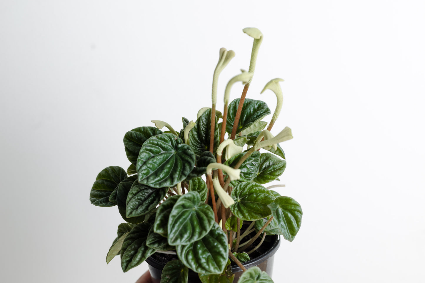 Peperomia Caperata, Emerald Ripple (100mm Pot Size)