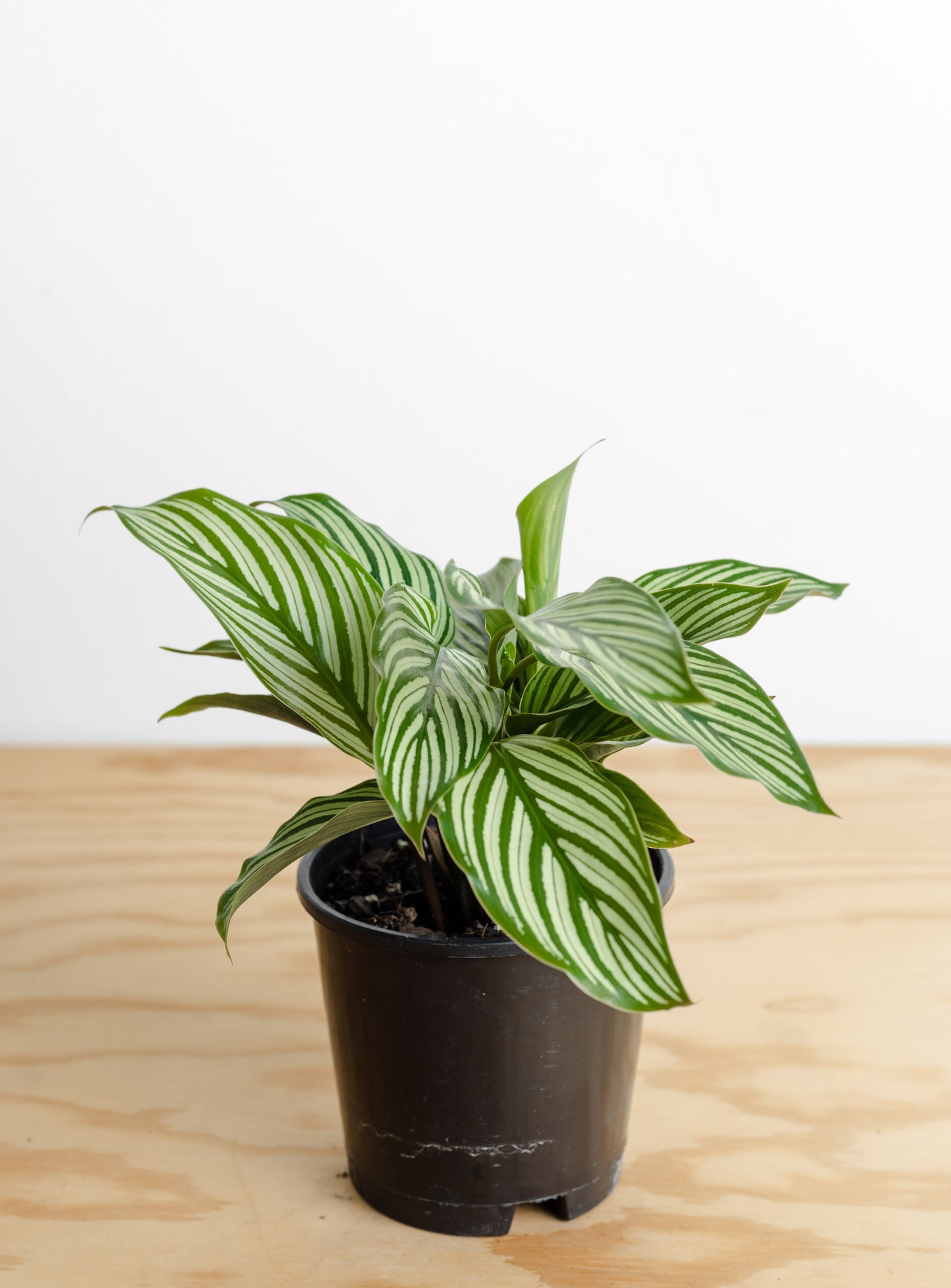 Calathea Vittata (100mm Pot Size)