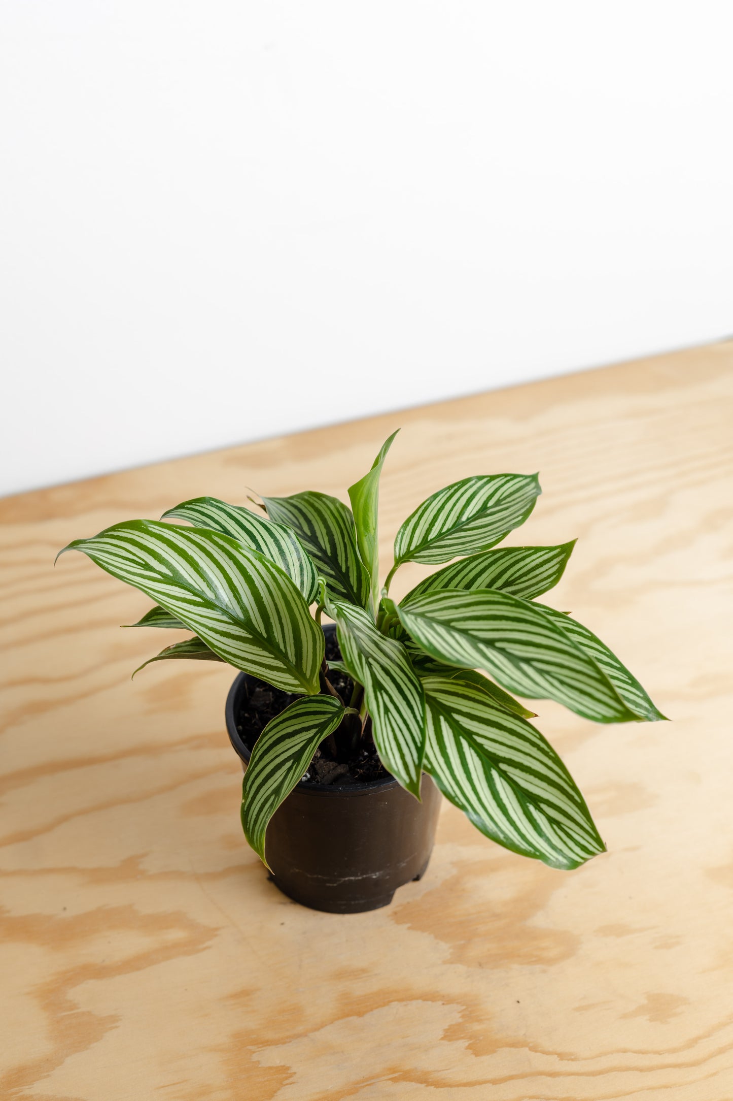 Calathea Vittata (100mm Pot Size)