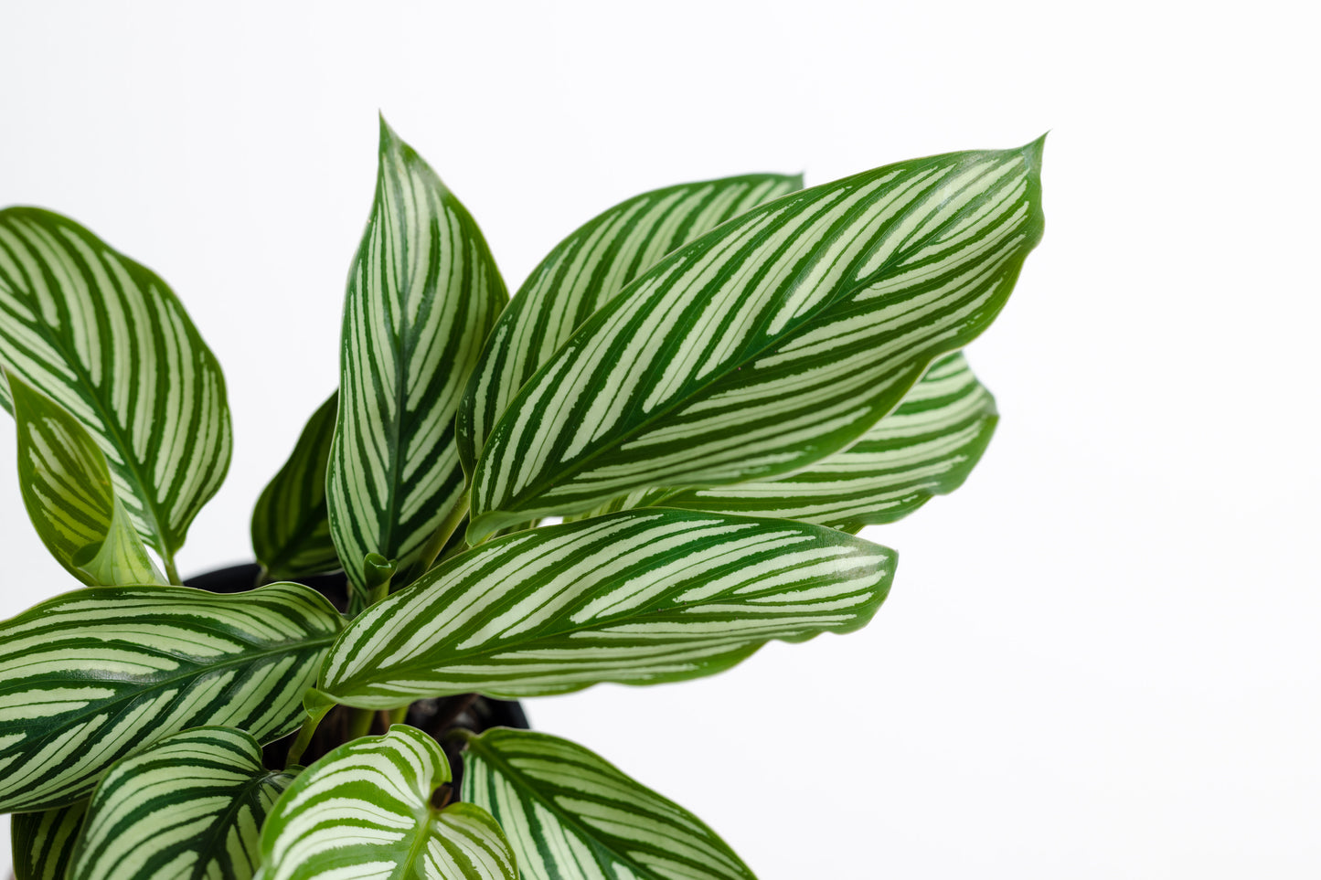 Calathea Vittata (100mm Pot Size)