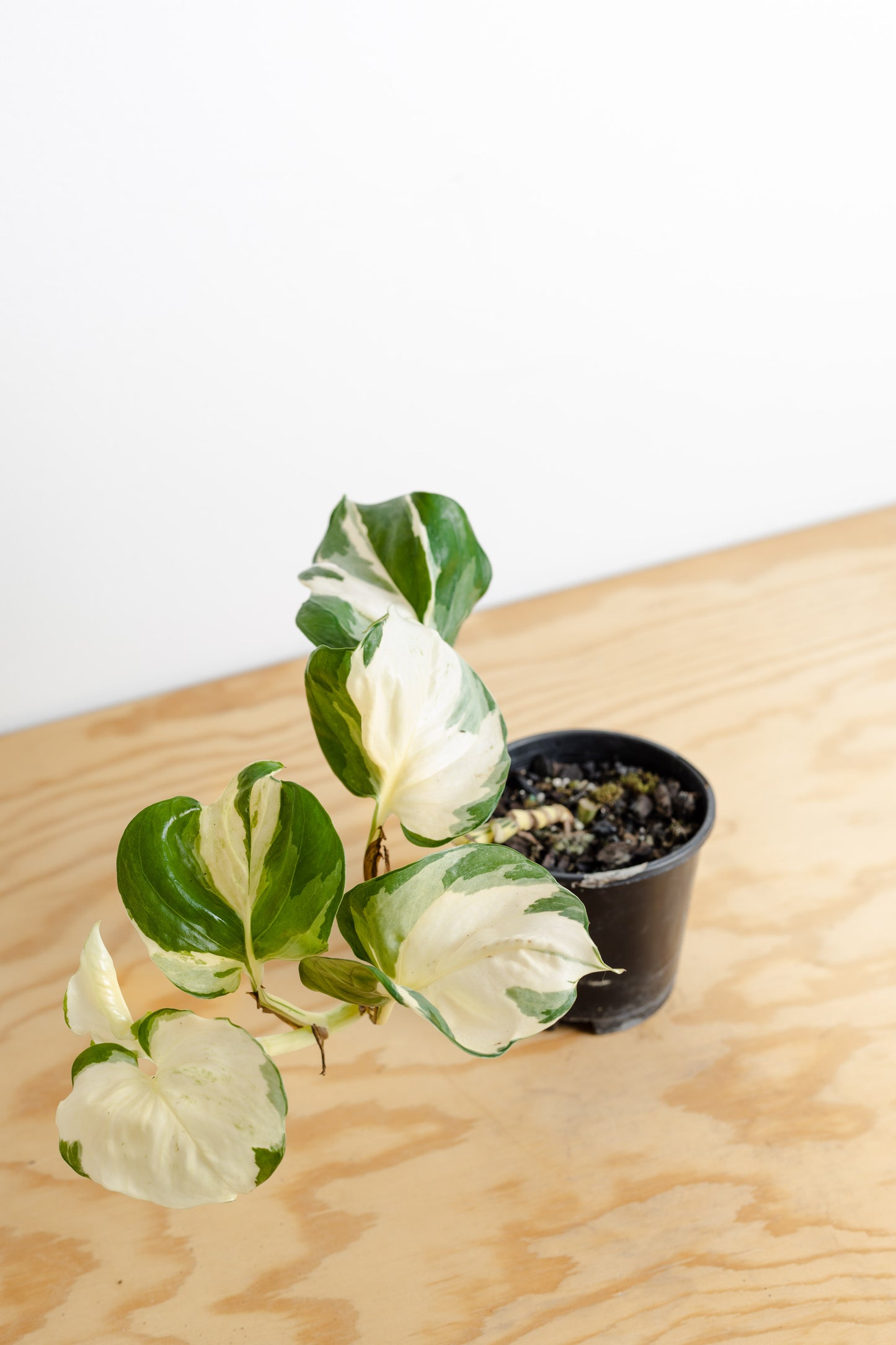 *Rare, Pothos Manjula (100mm Pot Size)