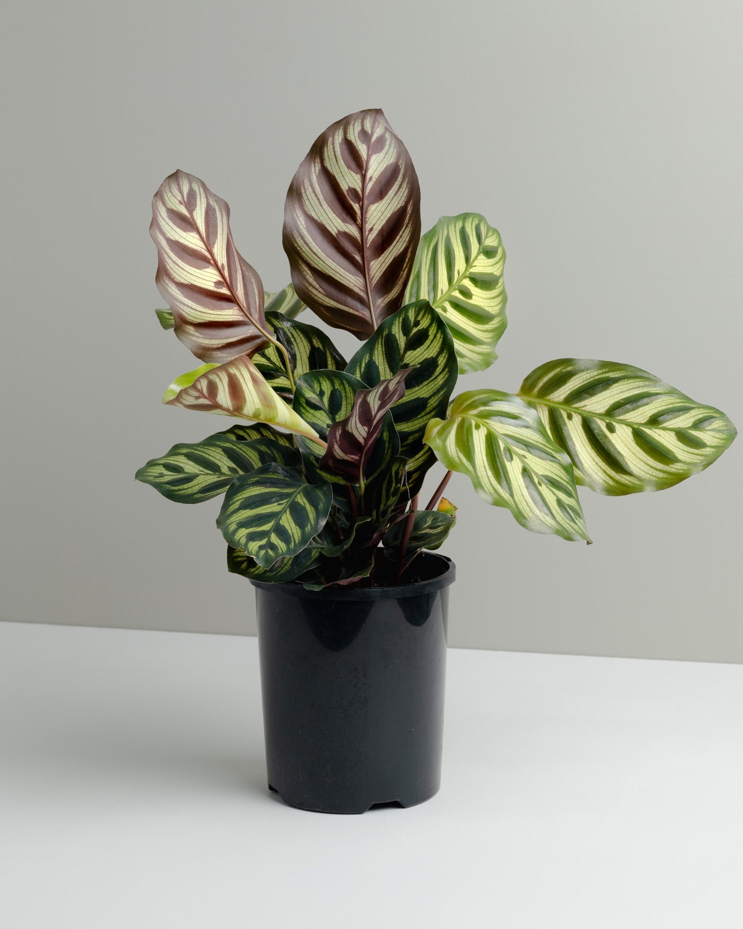 Calathea Makoyana plant. Buy indoor plants online and have it delivered to your door.