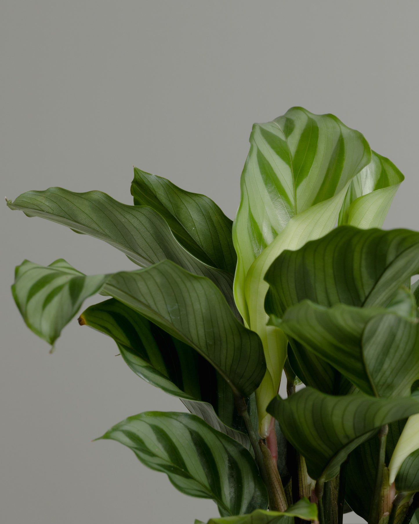 Calathea Freddie (130mm Pot Size)