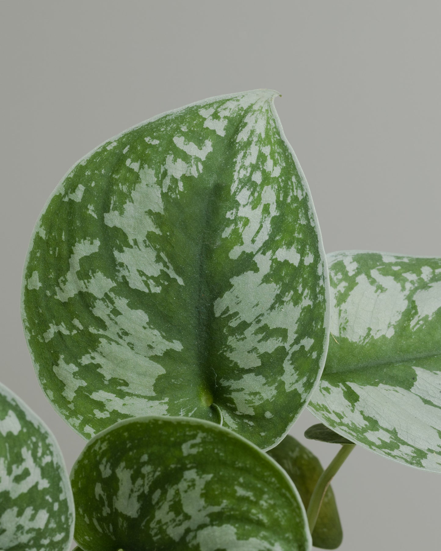 Scindapsus (130mm Pot Size)