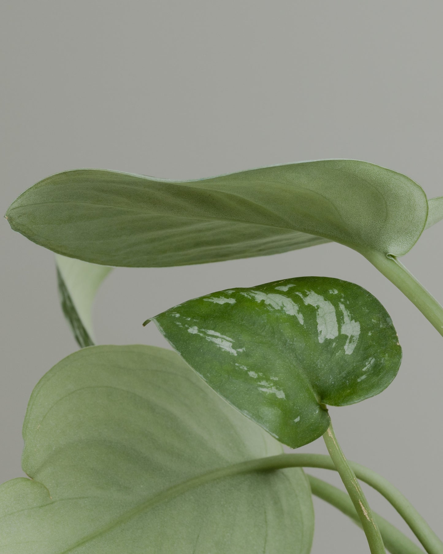Scindapsus (130mm Pot Size)